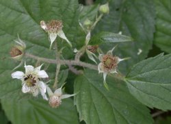 Rubus ostroviensis (jeżyna ostrowska)