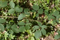 Rubus capitulatus (jeżyna główkowata)