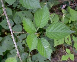 Rubus nemoralis (jeżyna smukłokolcowa)