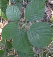Rubus nemoralis (jeżyna smukłokolcowa)