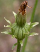 Picris hieracioides ssp. hieracioides (goryczel jastrzębcowaty typowy)