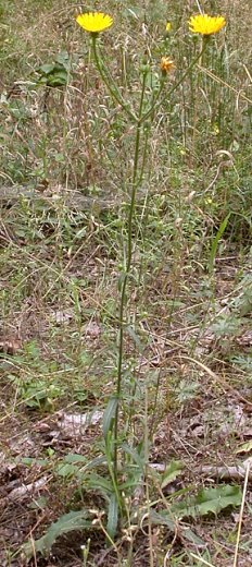 Picris hieracioides ssp. hieracioides (goryczel jastrzębcowaty typowy)