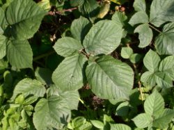 Rubus fabrimontanus