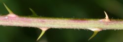 Rubus fasciculatus (jeżyna szarozielona)