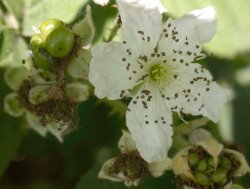 Rubus fasciculatus (jeżyna szarozielona)