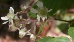 Rubus guentheri (jeżyna Günthera)