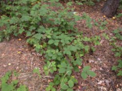 Rubus pyramidalis (jeżyna piramidalna)