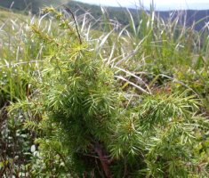Juniperus communis (jałowiec pospolity)