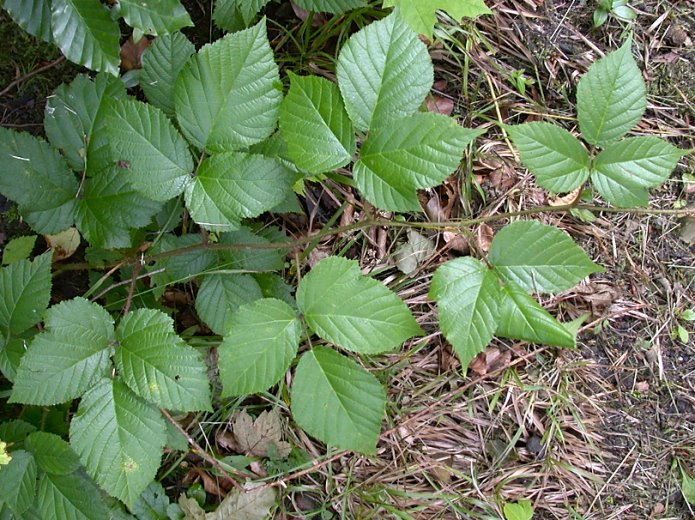 Rubus hercynicus (jeżyna hercyńska)