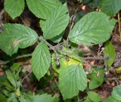 Rubus schleicheri (jeżyna Schleichera)