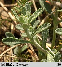 Alyssum montanum (smagliczka pagÃ³rkowa)
