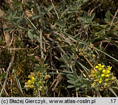 Alyssum montanum (smagliczka pagórkowa)