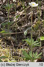 Anemone sylvestris (zawilec wielkokwiatowy)