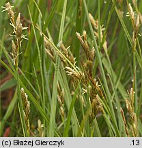 Carex ovalis (turzyca zajęcza)