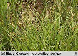 Carex ovalis (turzyca zajęcza)