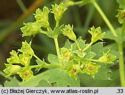 Alchemilla crinita (przywrotnik płytkoklapowy)