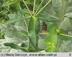 Euphorbia lathyris (wilczomlecz groszkowy)