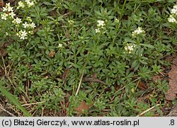 Galium saxatile (przytulia hercyńska)