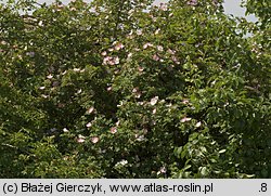 Rosa rubiginosa (róża rdzawa)