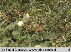 Rubus armeniacus (jeżyna kaukaska)