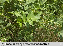 Apium nodiflorum (selery węzłobaldachowe)