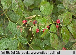 Rubus angustipaniculatus (jeżyna rombolistna)