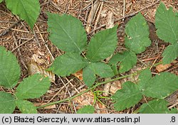 Rubus chaerophylloides (jeżyna świerząbkolistna)