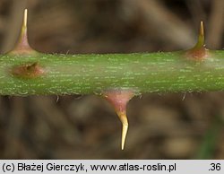 Rubus chaerophylloides (jeżyna świerząbkolistna)