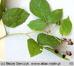 Rubus pfuhlianus (jeżyna Pfuhla)