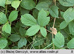 Rubus siemianicensis (jeżyna siemianicka)