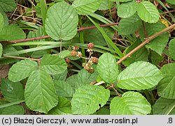 Rubus salisburgensis (jeżyna salzburska)