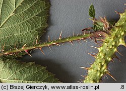 Rubus koehleri (jeżyna Köhlera)