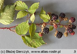 Rubus koehleri (jeÅ¼yna KÃ¶hlera)