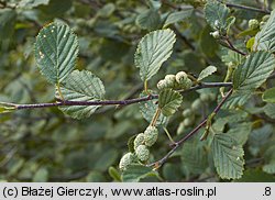 olsza zielona (Alnus viridis)