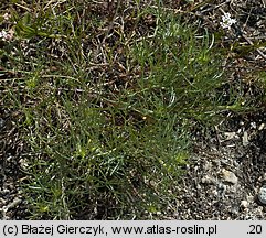 Asperula cynanchica (marzanka pagÃ³rkowa)
