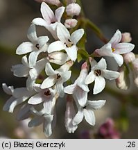 Asperula cynanchica (marzanka pagÃ³rkowa)