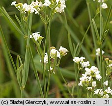 Asperula tinctoria (marzanka barwierska)
