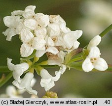 Asperula tinctoria (marzanka barwierska)