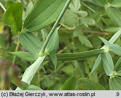 Lathyrus latifolius (groszek szerokolistny)