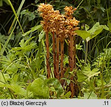 Orobanche flava (zaraza żółta)