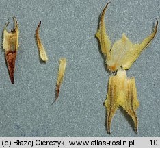 Phelipanche purpurea (zaraźnica niebieska)
