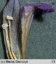 Phelipanche purpurea (zaraźnica niebieska)