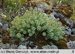 Rhodiola rosea (różeniec górski)