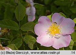 Rosa gallica (róża francuska)