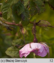Rosa pendulina (róża alpejska)