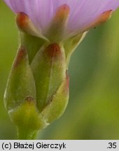 Scorzonera purpurea (wężymord stepowy)