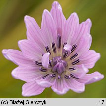 Scorzonera purpurea (wężymord stepowy)
