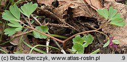 Corydalis intermedia (kokorycz wątła)