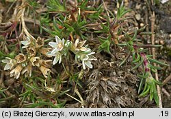 Scleranthus perennis (czerwiec trwały)