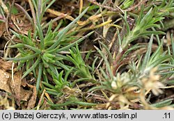 Scleranthus perennis (czerwiec trwały)